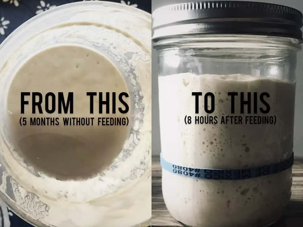 How much to feed sourdough starter