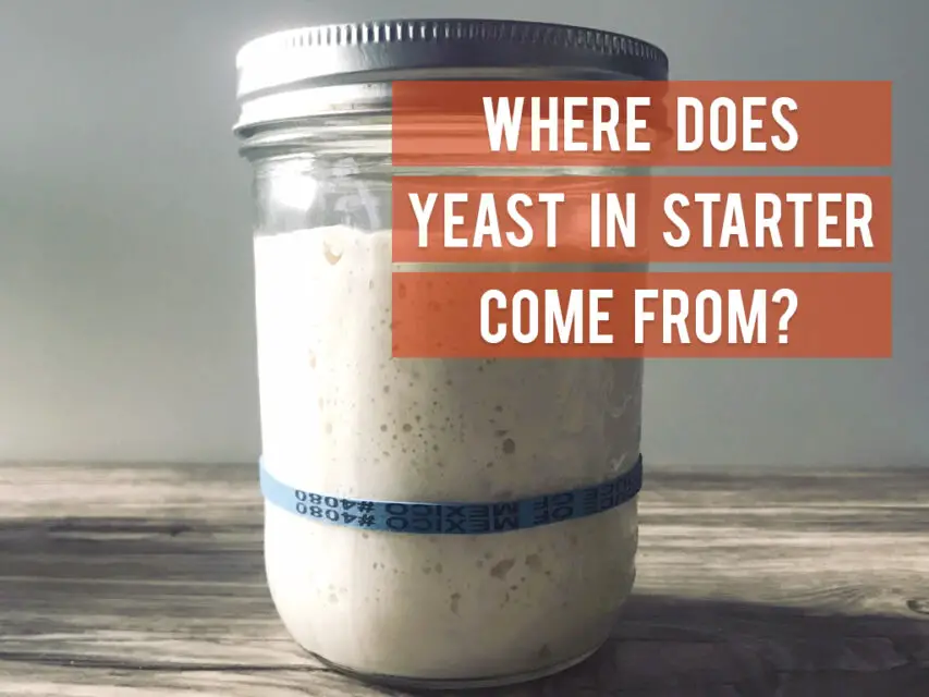 Where Does the Yeast in Sourdough Starter Come From? Knead Rise Bake