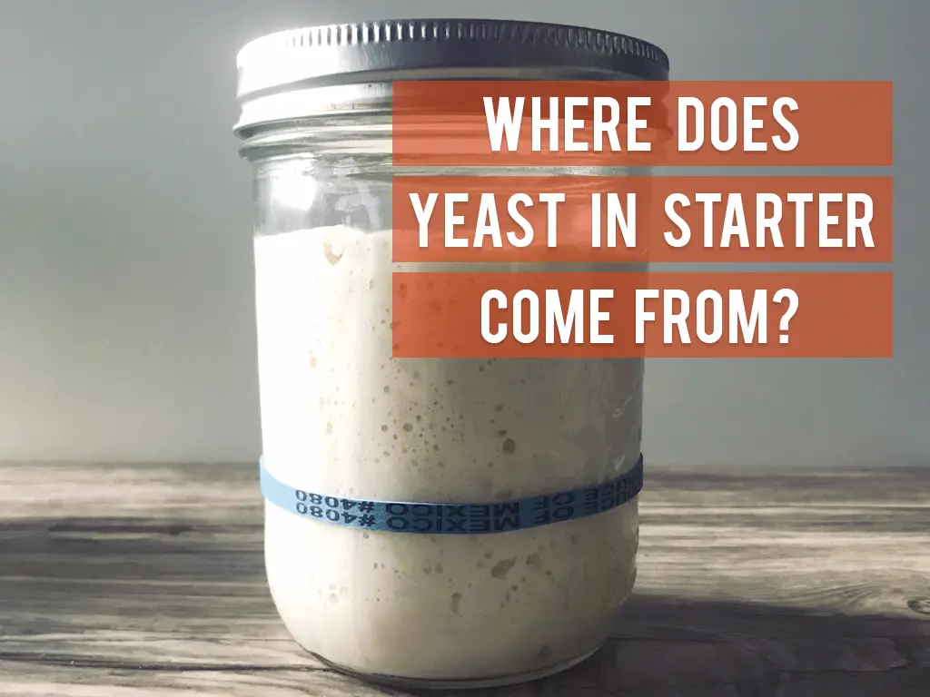 Where Does Sourdough Yeast Come From